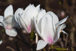 Magnolia ‘Eskimo’ -Tree Furnish Store 13673 12413 c06d 1024x683 1