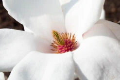 Magnolia ‘Eskimo’ -Tree Furnish Store 13673 13319 85ec 1024x683 1