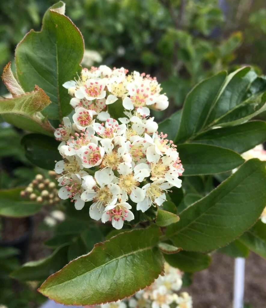 Sorbaronia ‘Likjormaja’ Liquorice 3 Sorbaronia ‘Likjormaja’ Liquorice