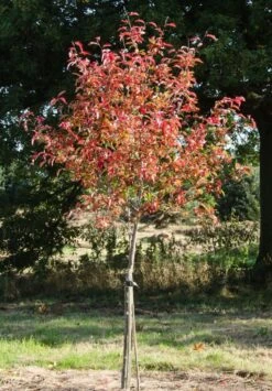 Sorbaronia ‘Likjormaja’ Liquorice 7 Sorbaronia ‘Likjormaja’ Liquorice -Tree Furnish Store 13683 1 712x1024 1