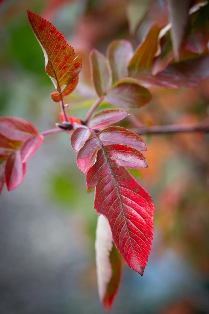 Sorbaronia ‘Likjormaja’ Liquorice 4 Sorbaronia ‘Likjormaja’ Liquorice - Image 2