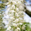 Wisteria Floribunda ‘Snow Showers’ -Tree Furnish Store 13686 12622 1216