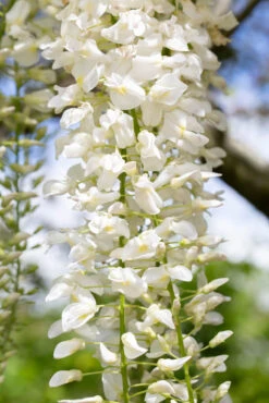 Wisteria Floribunda ‘Snow Showers’