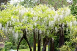 Wisteria Floribunda ‘Snow Showers’ -Tree Furnish Store 13686 12623 38c2 1 1024x683 1
