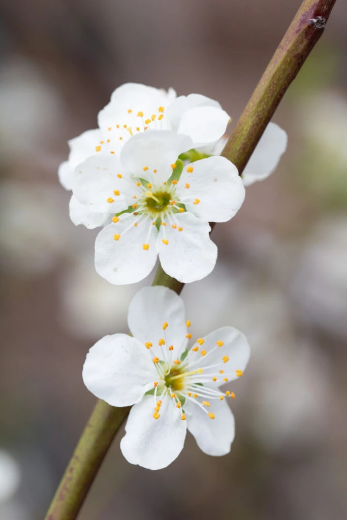 Toptaste® Kulinaria 4 Toptaste® Kulinaria - Image 2