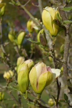 Magnolia ‘Sunsation’ -Tree Furnish Store 13736 1 1 684x1024 1