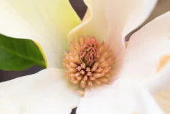 Magnolia ‘Sunsation’ -Tree Furnish Store 13736 13329 5583 1024x683 1