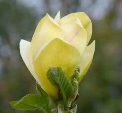 Magnolia ‘Sunsation’ -Tree Furnish Store 13736 2 1 1024x951 1