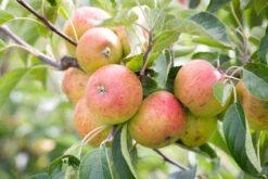 Paradice Gold™ 7 Paradice Gold™ -Tree Furnish Store 13742 12829 e814 1024x683 1