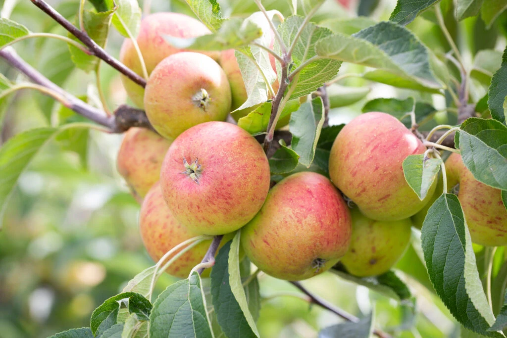 Paradice Gold™ 5 Paradice Gold™ - Image 3