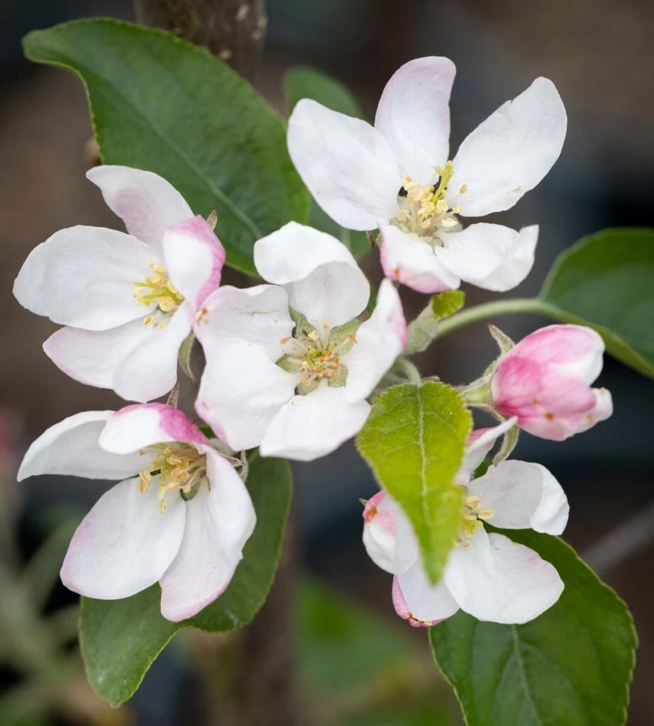 Paradice Gold™ 4 Paradice Gold™ - Image 2