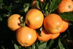 Surprize™ -Tree Furnish Store 13745 1 1 1024x683 1