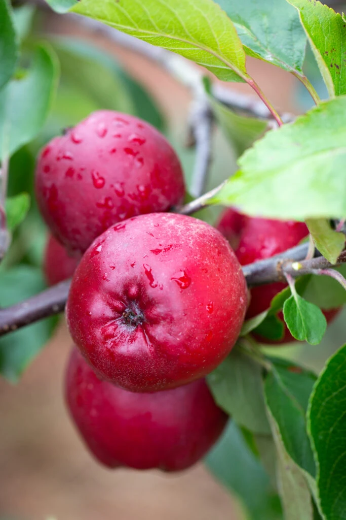 Trinity™ 3 Trinity™