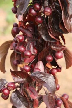 Malus ‘Aros’® -Tree Furnish Store 13756 683x1024 1