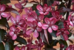 Malus ‘Aros’® -Tree Furnish Store 13756 1 1024x683 1