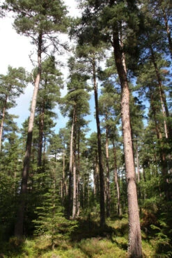 Pinus Sylvestris 7 Pinus Sylvestris -Tree Furnish Store 13762 12691 e152 1 682x1024 1