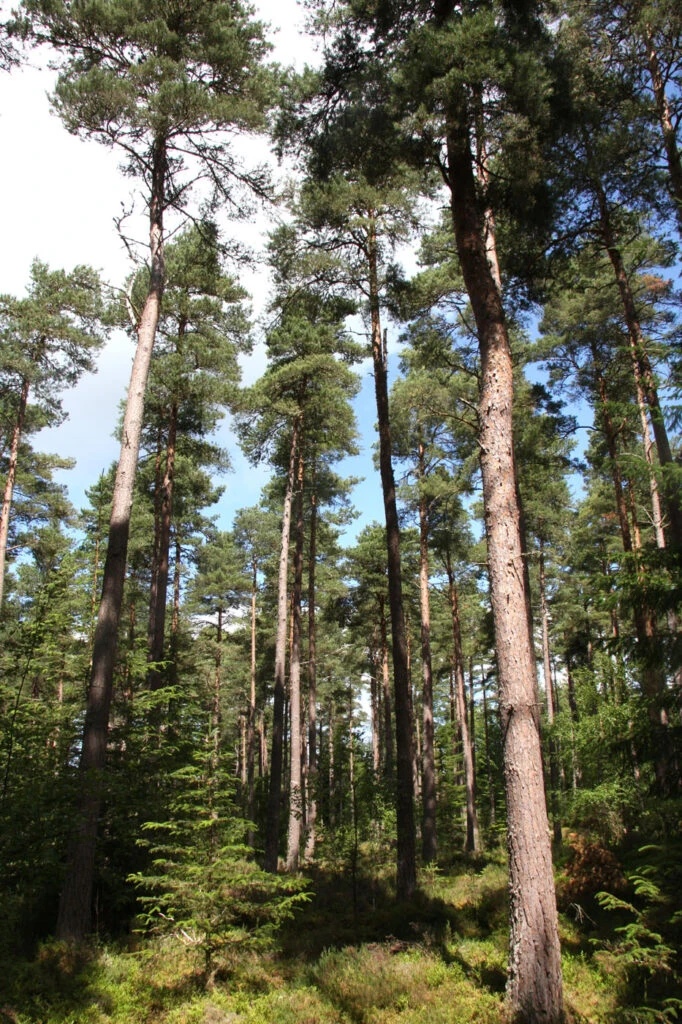 Pinus Sylvestris 5 Pinus Sylvestris - Image 3