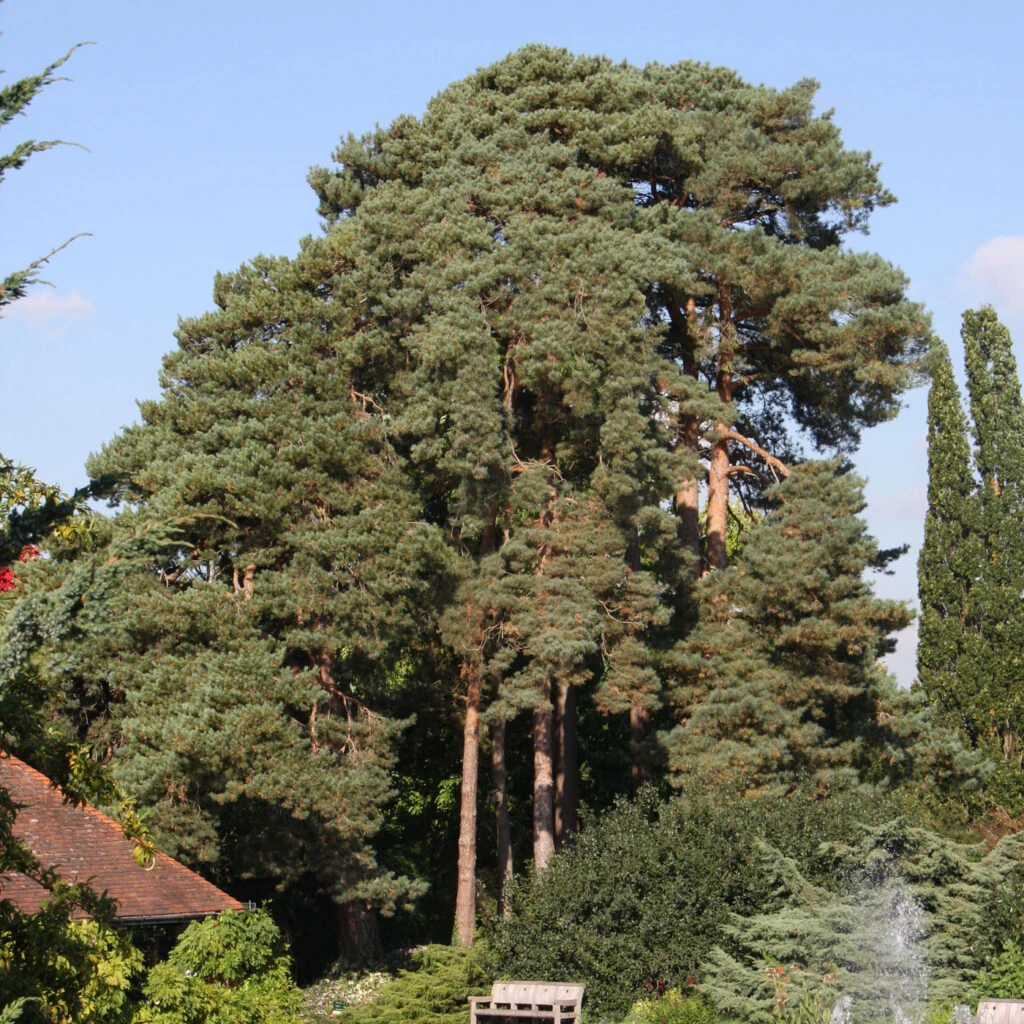 Pinus Sylvestris 4 Pinus Sylvestris - Image 2