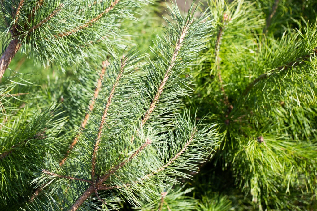Pinus Sylvestris 3 Pinus Sylvestris