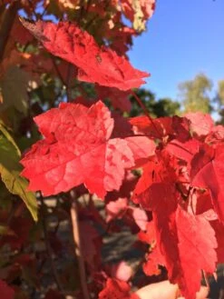Acer Rubrum ‘Autumn Flame’