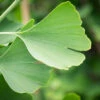 Ginkgo Biloba ‘Blagon’ -Tree Furnish Store 13775 13514 0986 1024x683 1