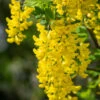 Laburnum Anagyroides ‘Yellow Rocket’® -Tree Furnish Store 13776 12595 050d 683x1024 1