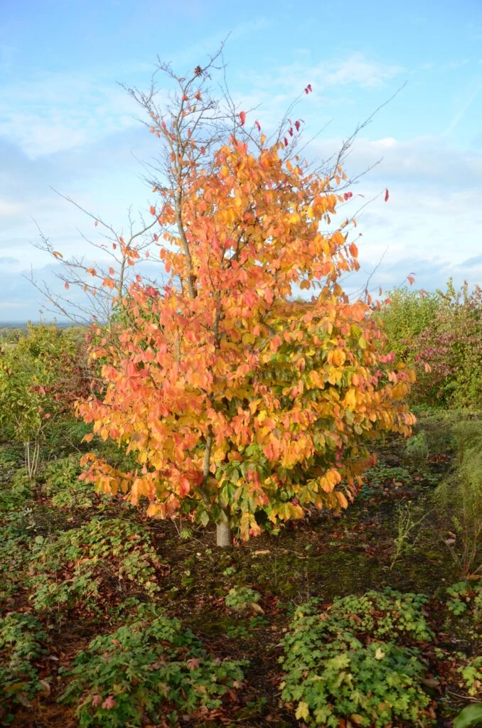 Parrotia Persica ‘Vanessa’ 4 Parrotia Persica ‘Vanessa’ - Image 2