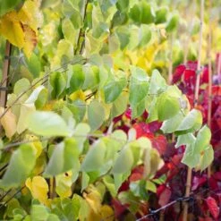 Cercis Canadensis ‘Pink Pom Poms’® -Tree Furnish Store 13811 14679 8bae 1024x1024 1