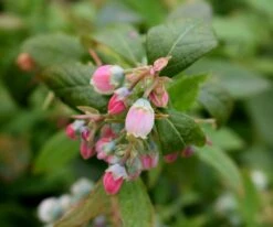 Sunshine Blue 7 Sunshine Blue -Tree Furnish Store 13814 1 1024x856 1