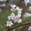 Prunus X ‘Catherine’ 2 Prunus X ‘Catherine’ -Tree Furnish Store 13855 14734 8f63 683x1024 1