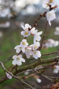 Prunus X ‘Catherine’