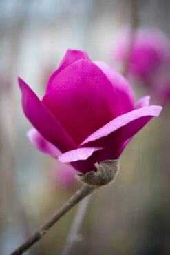 Magnolia ‘Cleopatra’ 6 Magnolia ‘Cleopatra’ -Tree Furnish Store 13882 12241 0add 683x1024 1