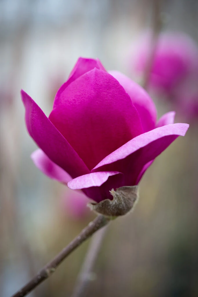 Magnolia ‘Cleopatra’ 4 Magnolia ‘Cleopatra’ - Image 2