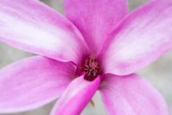 Magnolia ‘Cleopatra’ 7 Magnolia ‘Cleopatra’ -Tree Furnish Store 13882 12242 15fd 1024x683 1