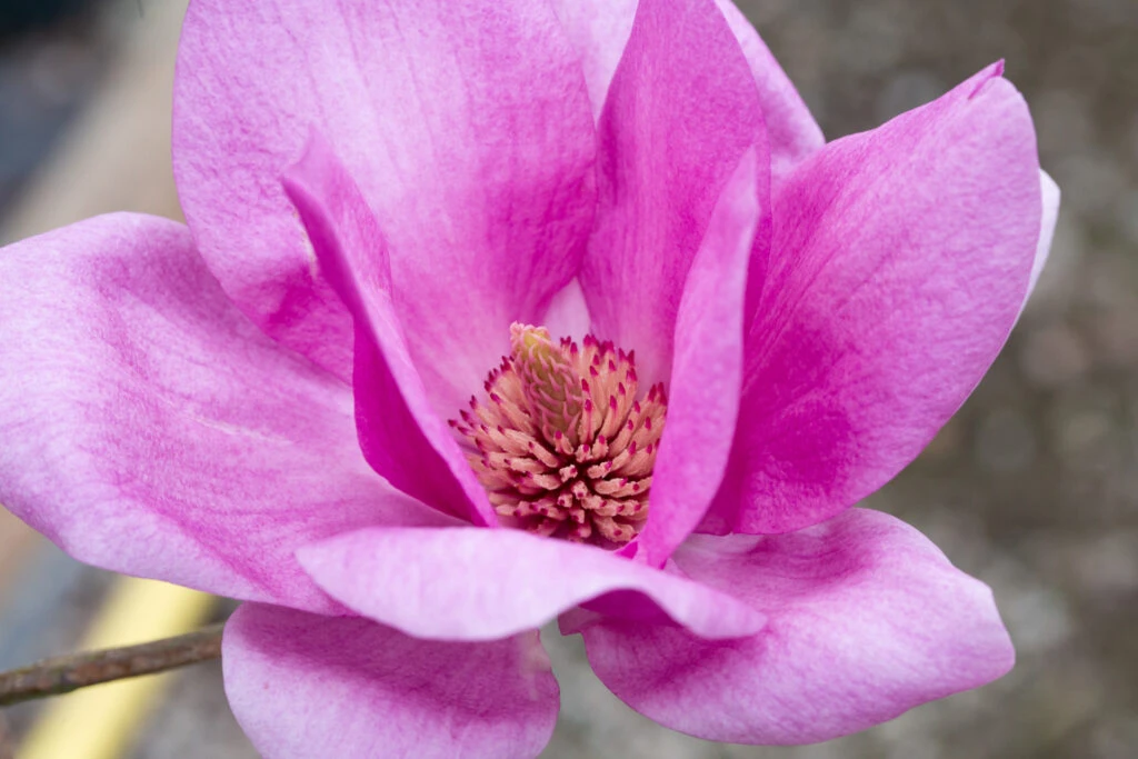 Magnolia ‘Cleopatra’ 3 Magnolia ‘Cleopatra’