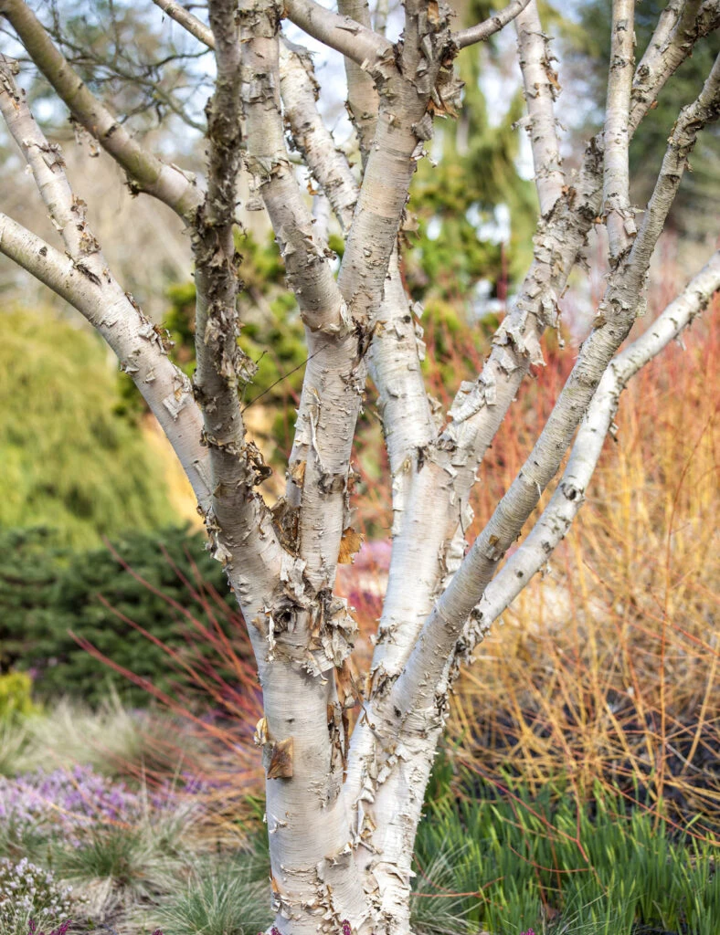 Betula Gmelinii ‘Mount Apoi’ 3 Betula Gmelinii ‘Mount Apoi’
