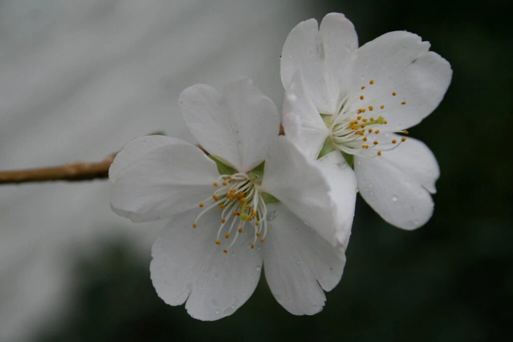 Prunus ‘Royal Flame’® (Mieke) 5 Prunus ‘Royal Flame’® (Mieke) - Image 3