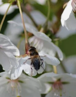 Prunus ‘Royal Flame’® (Mieke) 10 Prunus ‘Royal Flame’® (Mieke) -Tree Furnish Store 13917 1 1 803x1024 1