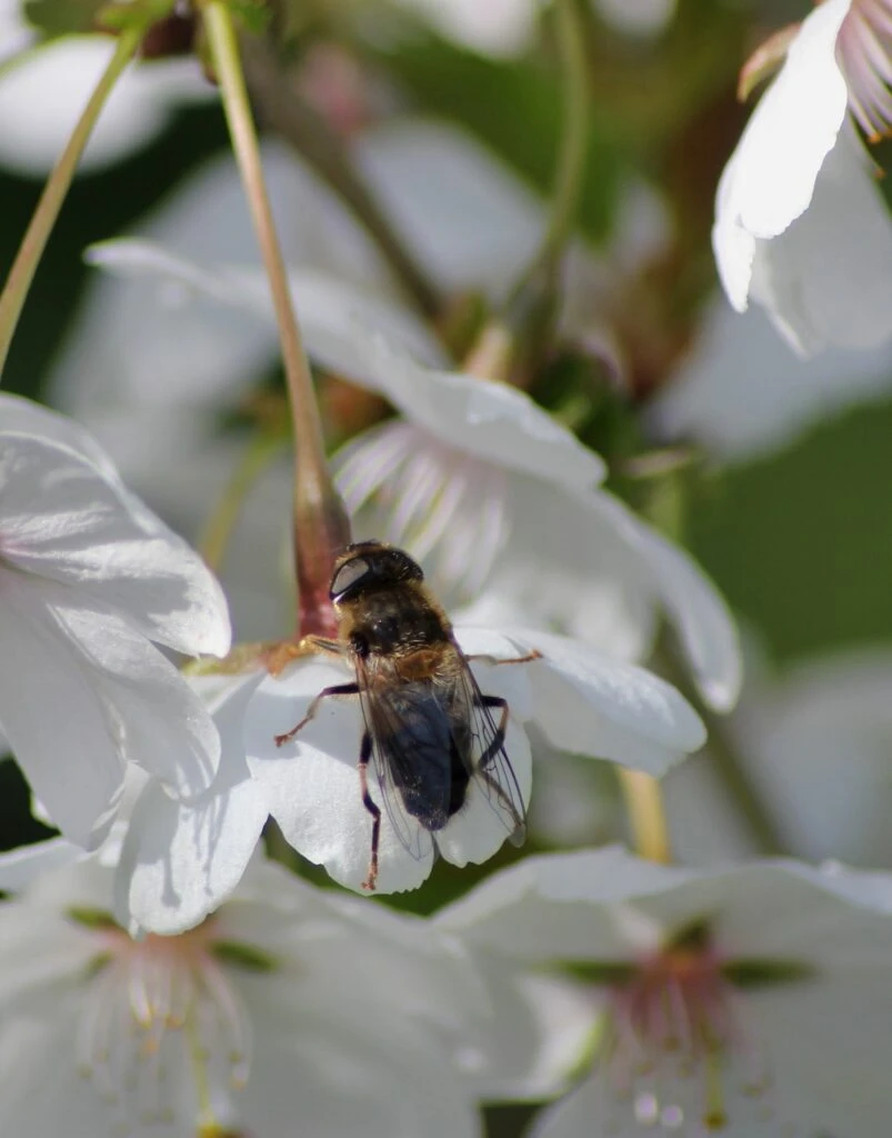 Prunus ‘Royal Flame’® (Mieke) 6 Prunus ‘Royal Flame’® (Mieke) - Image 4