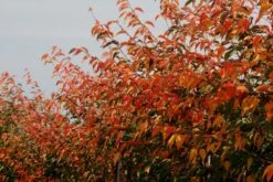 Prunus ‘Royal Flame’® (Mieke) 8 Prunus ‘Royal Flame’® (Mieke) -Tree Furnish Store 13917 3 1 1024x683 1