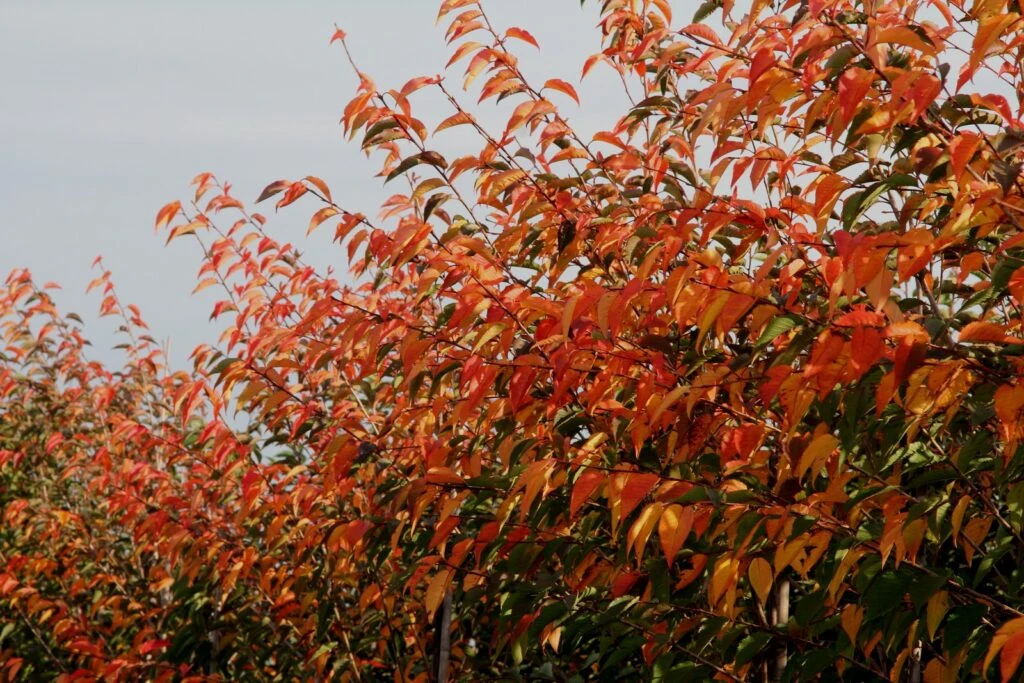 Prunus ‘Royal Flame’® (Mieke) 4 Prunus ‘Royal Flame’® (Mieke) - Image 2