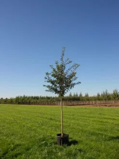 Prunus ‘Royal Flame’® (Mieke) 11 Prunus ‘Royal Flame’® (Mieke) -Tree Furnish Store 13917 4 1 768x1024 1