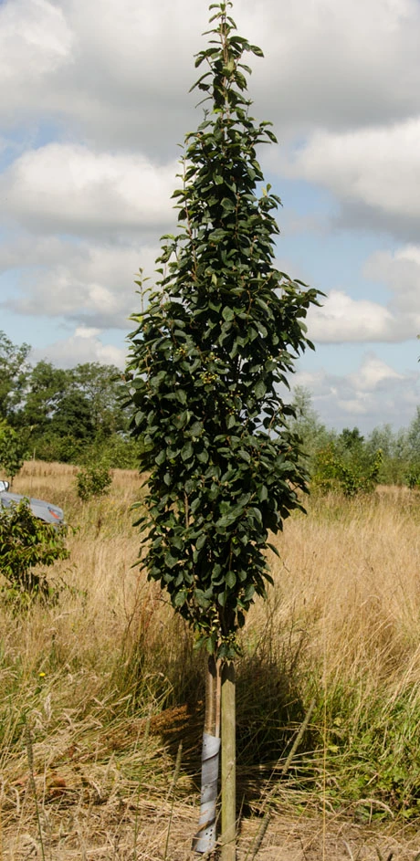 Sorbus Alnifolia ‘Red Bird’ 4 Sorbus Alnifolia ‘Red Bird’ - Image 2
