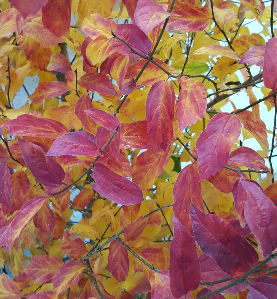 Parrotia Persica ‘Persian Spire’ 4 Parrotia Persica ‘Persian Spire’ - Image 2