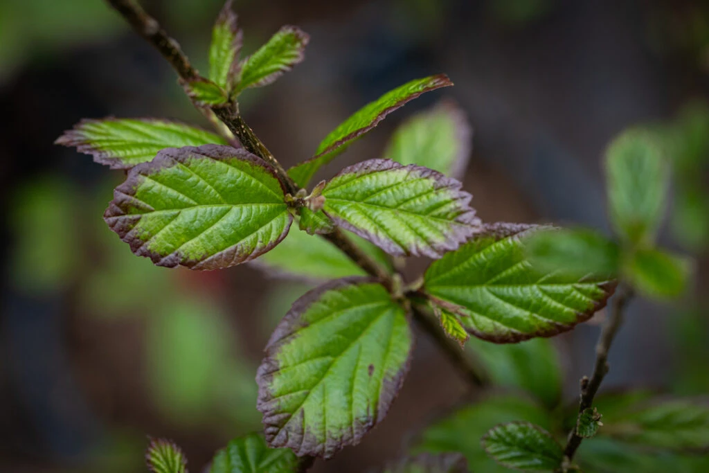 Parrotia Persica ‘Persian Spire’ 3 Parrotia Persica ‘Persian Spire’