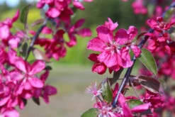 Malus X Purpurea ‘Crimson Cascade’ -Tree Furnish Store 13936 12286 a180 1024x683 1
