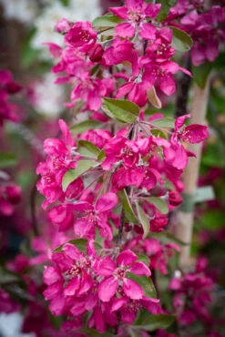 Malus X Purpurea ‘Crimson Cascade’ -Tree Furnish Store 13936 12557 7a2b 683x1024 1