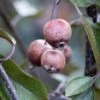 Malus X Purpurea ‘Crimson Cascade’ -Tree Furnish Store 13936 15282 1d44 1 683x1024 1
