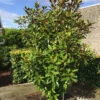 Magnolia Grandiflora ‘Kay Parris’ -Tree Furnish Store 13956 878x1024 1