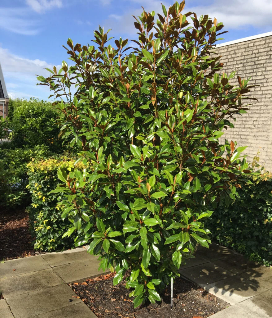 Magnolia Grandiflora ‘Kay Parris’ 3 Magnolia Grandiflora ‘Kay Parris’